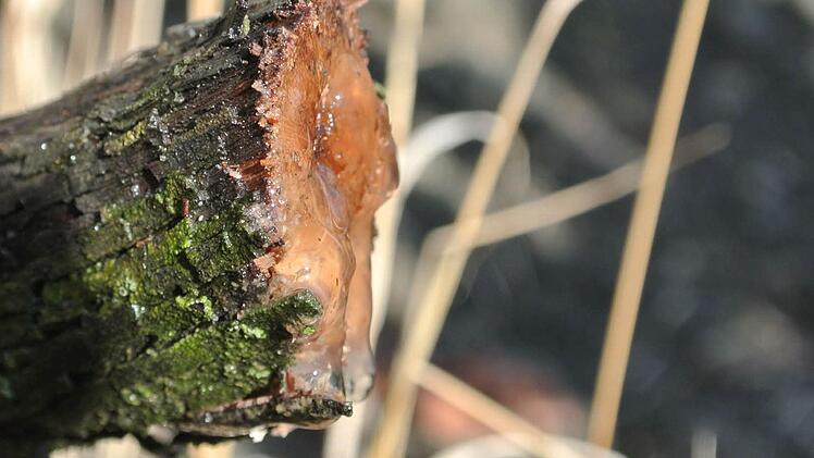 Der Weinstock transportiert noch Wasser aus der Erde nach oben, er möchte seine Früchte versorgen. Die sind aber nicht mehr da. Ein Unbekannter hat die Rebe fein säuberlich zersägt. Fotos: Brigitte Krause