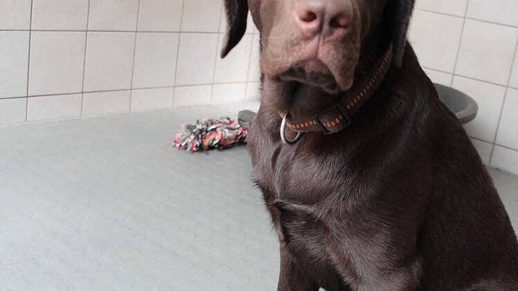 Auch Labrador Loius sucht jemanden zum kuscheln. Foto: Jennifer Brechtelsbauer
