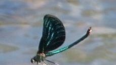 Ein Indikator für gute Wasserqualität ist die Blauflügelprachtlibelle (hier: ein Männchen im Ebelsbach)