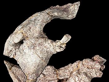Neue Dinosaurier-Art aus dem heutigen Tansania beschrieben