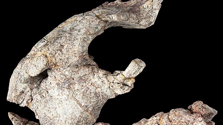 Neue Dinosaurier-Art aus dem heutigen Tansania beschrieben