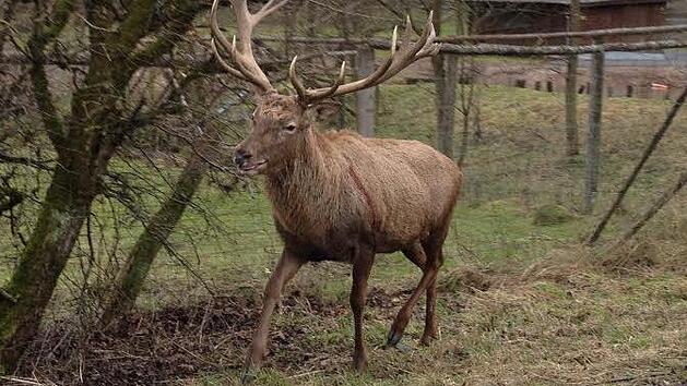 Der ausgebrochene Hirsch h&auml;lt sich an der Staatsstra&szlig;e auf.  Foto: Harald Beyer