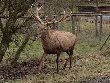 Der ausgebrochene Hirsch hält sich an der Staatsstraße auf.  Foto: Harald Beyer