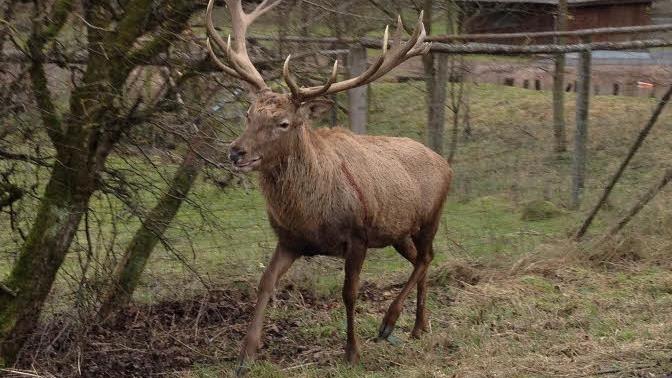 Der ausgebrochene Hirsch hält sich an der Staatsstraße auf.  Foto: Harald Beyer