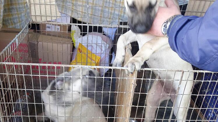 Illegaler Welpentransport bei Schwaig gestoppt Foto: Tierheim Hersbruck