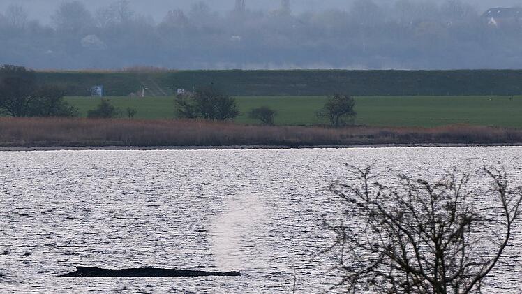 Buckelwal liegt weiter in Wismarer Bucht