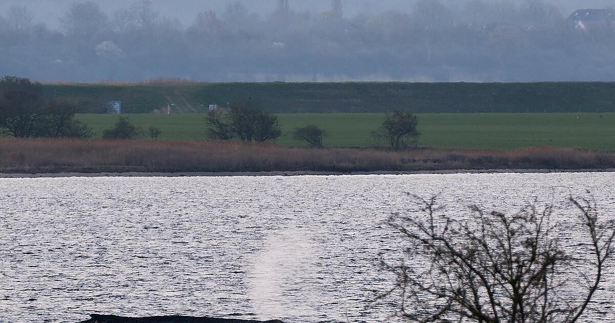 Drama um Ostsee-Wal geht weiter: Hoffnung oder Tod?
