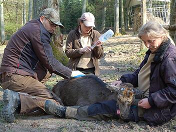 Die Tierpfleger Tommi Pelle, Anne Hornung und Nicole Seifferth (von links) versuchen, einem Sikahirsch das Leben zu retten. Fotos: Rainer Lutz