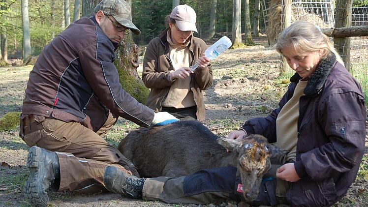 Die Tierpfleger Tommi Pelle, Anne Hornung und Nicole Seifferth (von links) versuchen, einem Sikahirsch das Leben zu retten. Fotos: Rainer Lutz