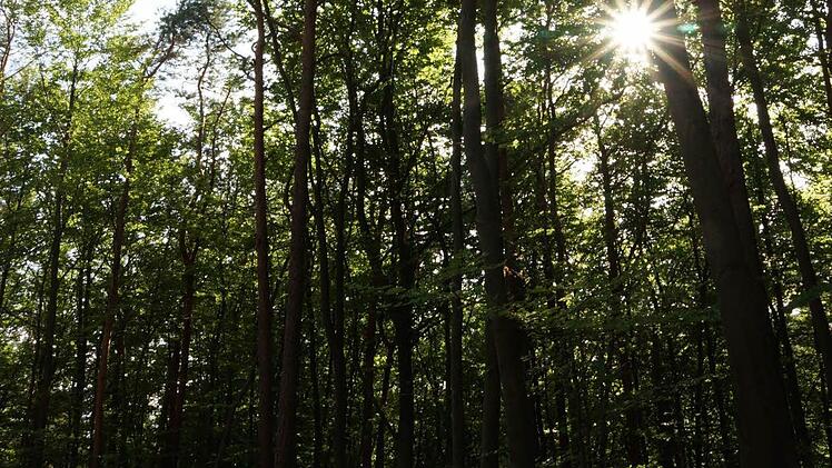 Der Stadtwald im Abendlicht Fotos: Arkadius Guzy