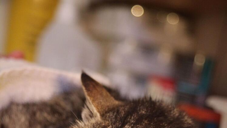 Tierheim Oberndorf: Katze "Smokey" fast blind und gelähmt gefunden - brauchte "dringend Hilfe"