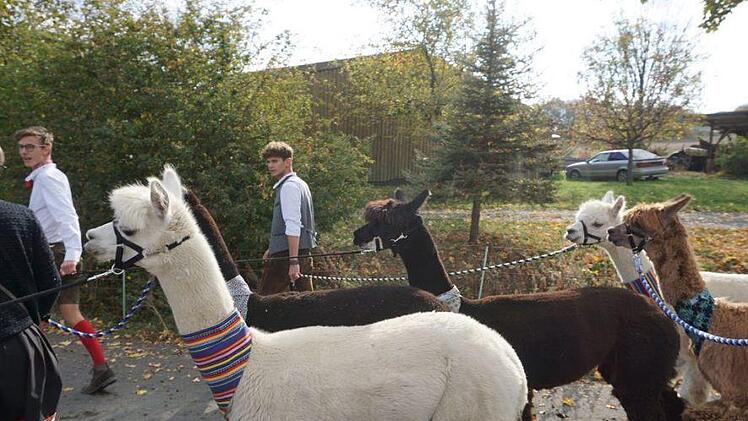 Die Alpakas waren der exotische Höhepunkt zum Abschluss des Weideabtriebs. Foto: Marion Eckert