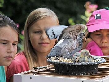 Kinder beobachten zwei Jungtauben. Fotos: Gerd Schaar