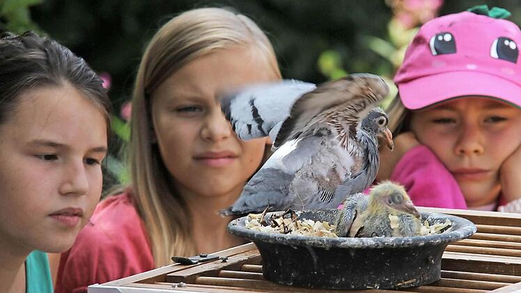 Kinder beobachten zwei Jungtauben. Fotos: Gerd Schaar