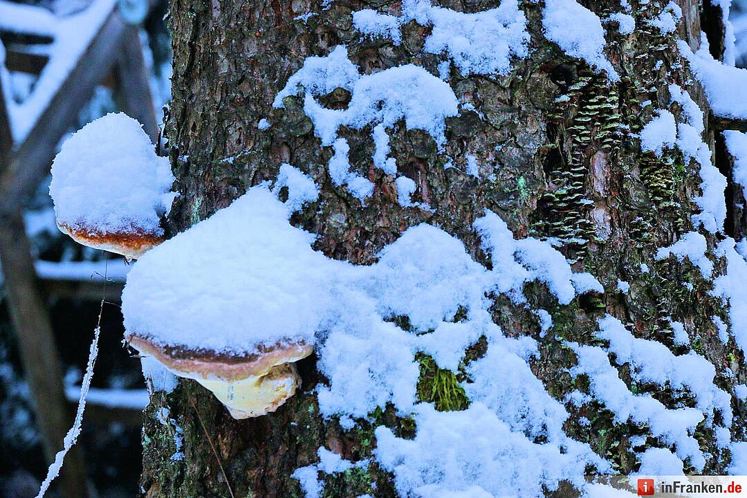 Schnee im Fichtelgebirge