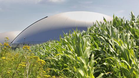 Biogasanlage hinter einem Maisfeld