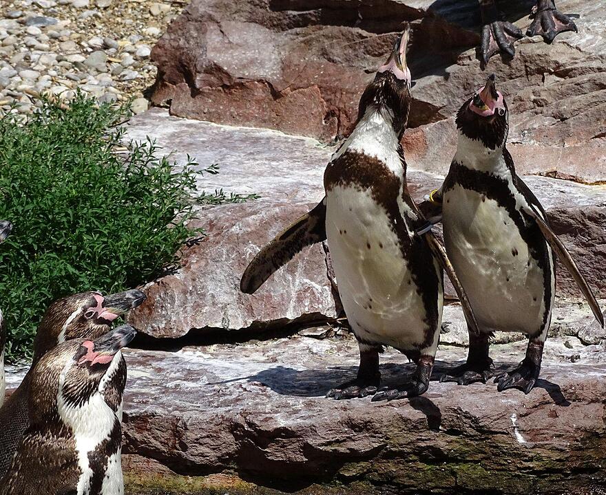 Tiergarten Nürnberg