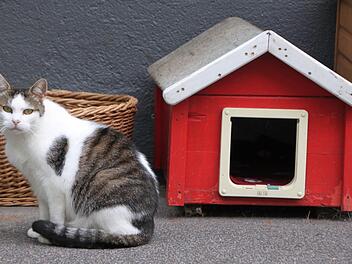 Neues Zuhause gesucht: Das Tierheim Wannigsmühle in Münnerstadt sucht quasi immer nach Menschen, die eine Katze aufnehmen möchten. Foto: Heike Beudert