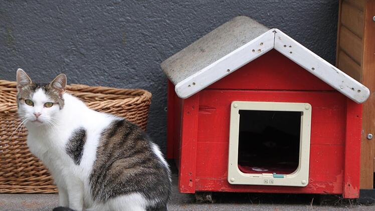 Neues Zuhause gesucht: Das Tierheim Wannigsmühle in Münnerstadt sucht quasi immer nach Menschen, die eine Katze aufnehmen möchten. Foto: Heike Beudert