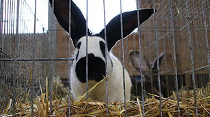 Kaninchenschau