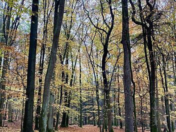 Das für den Ruheforst vorgesehene Waldstück zwischen Heldritt und Grattstadt  Foto: Martin Rebhan
