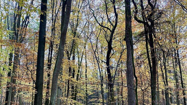 Das für den Ruheforst vorgesehene Waldstück zwischen Heldritt und Grattstadt  Foto: Martin Rebhan