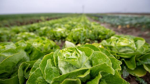 Ein bunter Salat ist eine gesunde Mischung aus Vitaminen und Ballaststoffen.