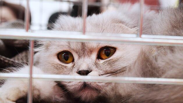 Tierheim Lohr: Katzen-Besitzer rasten nach Aktion von Passantin aus