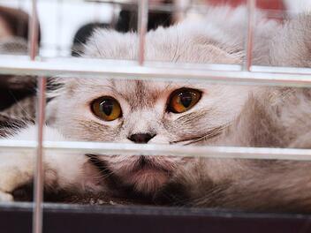 Tierheim Lohr: Katzen-Besitzer rasten nach Aktion von Passantin aus