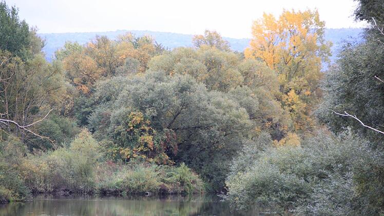 Der alte Main ist hier, am abgetrennten Altarm, zu einem wunderbaren Biotop geworden. Foto: Matthias Einwag