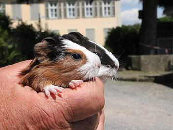 Gleich mehrere Meerschweinchen erwarten Nachwuchs. Diese beiden sind erst wenige Tage alt. Foto: Ulrike Müller