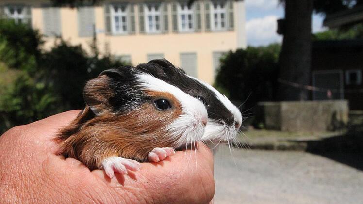 Gleich mehrere Meerschweinchen erwarten Nachwuchs. Diese beiden sind erst wenige Tage alt. Foto: Ulrike Müller