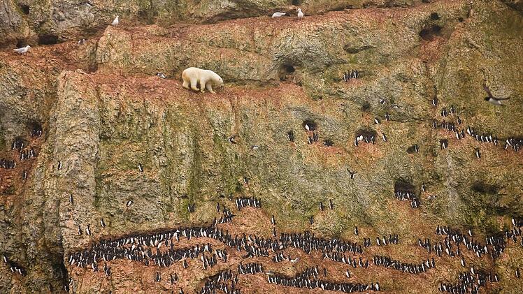 Kategorie Natur: 1. Preis Einzelfotos Jenny E. Ross, USA, für NaturEin junges Eisbärmännchen klettert in Nowaja Zemlja, Russland, in einer Klippenwand und versucht vergeblich Vogeleier aus Nestern zu fressen.