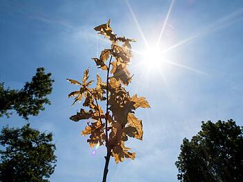 In den Gr&uuml;nanlagen und vor allem an den B&auml;umen entlang der Stra&szlig;en k&ouml;nne man bereits vereinzelt sehen, wie sehr die anhaltende D&uuml;rre den Geh&ouml;lzen zusetze. Symbolfoto: Marcel Kusch/dpa