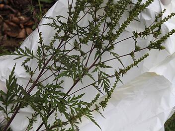 Fast unscheinbar ist das Ambrosia-Kraut, doch für den Menschen kann es sehr unangenehm werden. Es gilt als höchst allergen. Foto: Heike Beudert