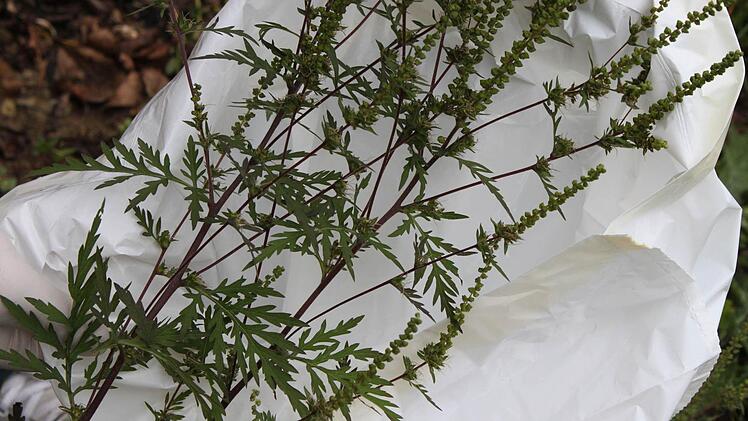 Fast unscheinbar ist das Ambrosia-Kraut, doch für den Menschen kann es sehr unangenehm werden. Es gilt als höchst allergen. Foto: Heike Beudert