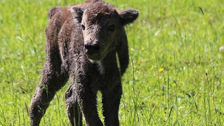 Für Wisentkälbchen gibt es immer einen Platz.  Foto: Anne Hornung