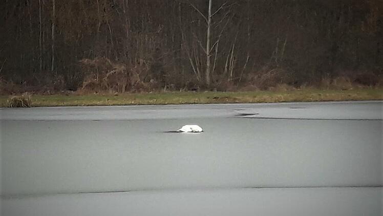 Um einen toten Schwan zu bergen, arbeiteten THW und Feuerwehr am Donnerstag (19. Februar 2021) Hand in Hand. Das Tier war auf einem der Oberndorfer Weiher im Landkreis Erlangen-Höchstadt entdeckt worden.