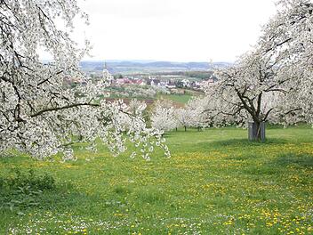 Kirschblüte am Walberla Foto: Tourismuszentrale Fränkische Schweiz