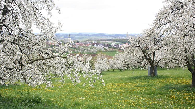 Kirschblüte am Walberla Foto: Tourismuszentrale Fränkische Schweiz