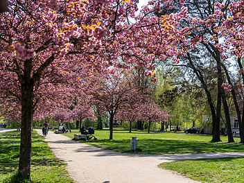 Fr&uuml;hlingshafte Bl&uuml;tenpracht in Bamberg - unsere Fotostrecke