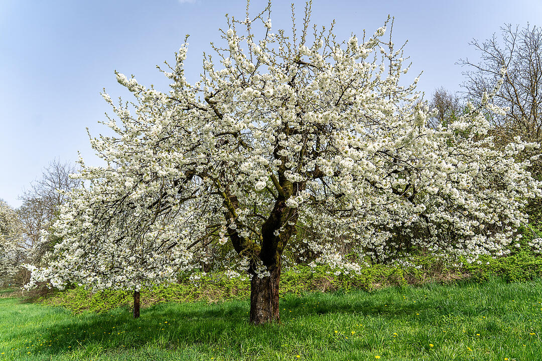Unterwegs auf dem Kirschenweg.