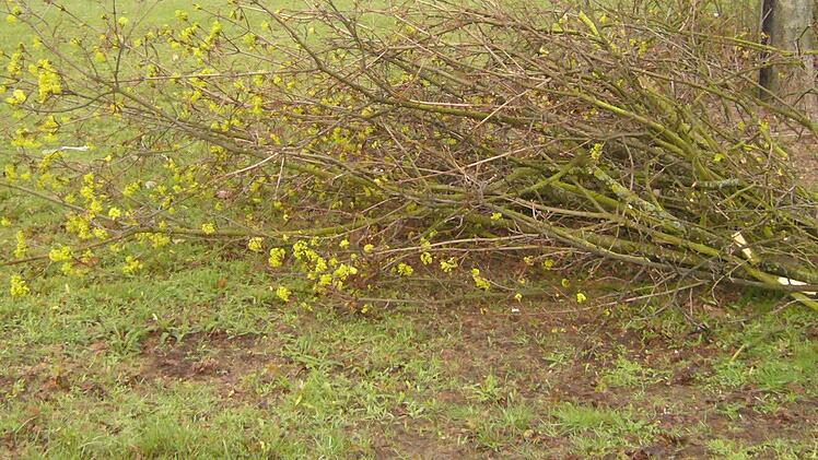 In einem Naturgarten fallen Äste und Zweige für das Nistmaterial von Vögeln an. (Foto: Karin Zieg)