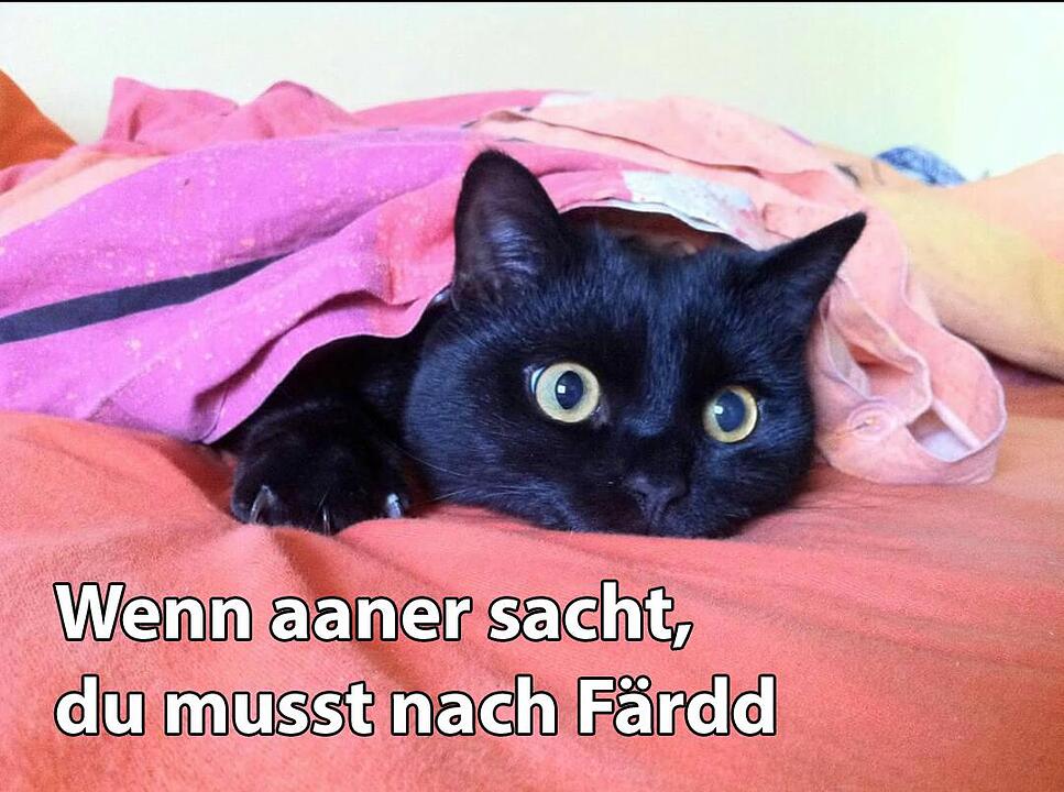 29 fränkische Katzen, die dich verstehen