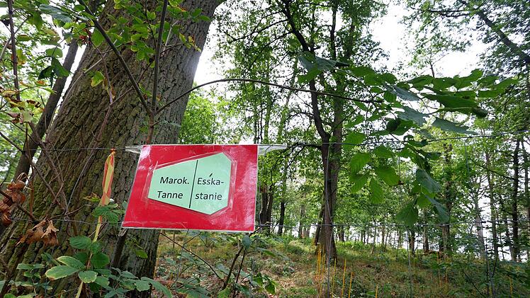 Rottendorf: Tr&ouml;pfchenbew&auml;sserung im Wald gegen Trockenheit? Erste Erkenntnisse aus Pilotprojekt