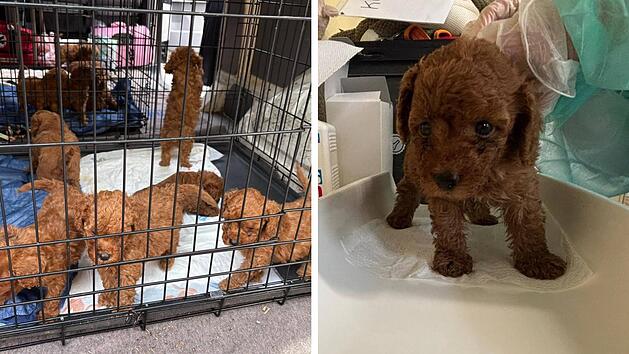 Tierheim N&uuml;rnberg nimmt Schmuggel-Welpen auf - "hatten gro&szlig;en Hunger"