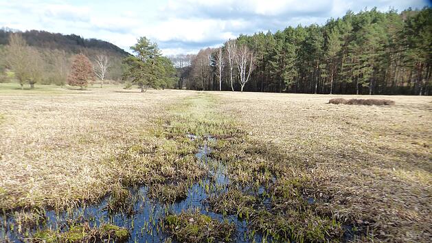 Sanierung des Lindauer Moores: Wertvolles Ökosystem soll langfristig gesichert werden