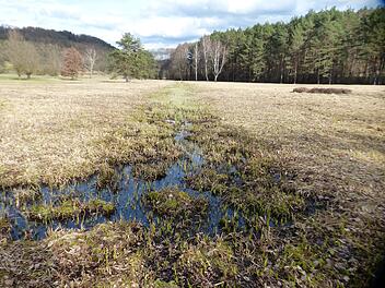 Sanierung des Lindauer Moores: Wertvolles Ökosystem soll langfristig gesichert werden