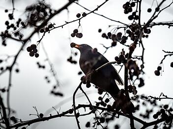 Massenhaft tote Amseln in deutschen Gärten - Ursache macht Experten nervös