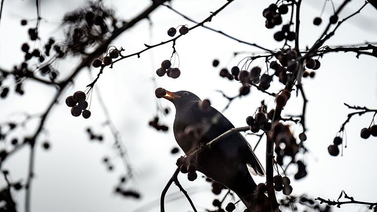 Massenhaft tote Amseln in deutschen Gärten - Ursache macht Experten nervös